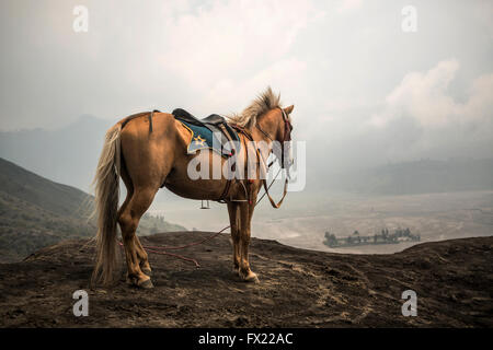 Grey Horse vor Bergen in der Nähe von Vulkan Bromo, Java, Indonesien Stockfoto