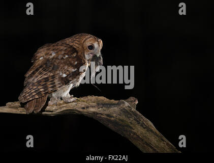 Wilde Waldkauz (Strix Aluco) mit Beute Stockfoto