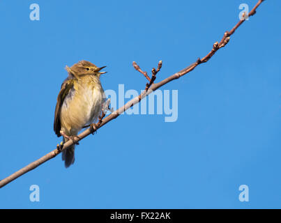 Gemeinsamen Zilpzalp (Phylloscopus Collybita) singt in der Frühlingssonne Stockfoto