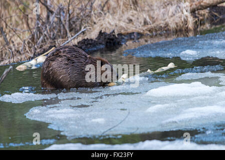 Ein großer Biber Essen Pappel Rinde auf Eis in einem Biber Teich Stockfoto