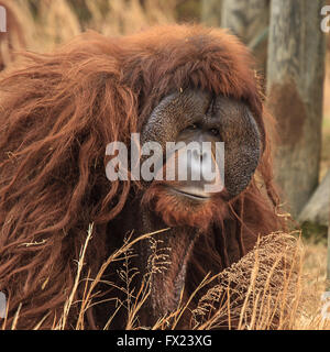 Männlichen Orang-Utan. Die Orang-Utans sind die beiden ausschließlich asiatischen Arten Stockfoto