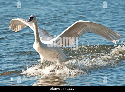 Höckerschwan Landung im Wasser Stockfoto