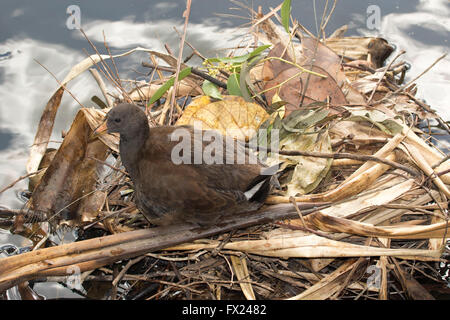 Junge australische altrosa Moorhen Gallinula Tenebrosa auf schwimmenden von nisten verlässt, Schilf & klebt auf dem Wasser von Feuchtgebieten Stockfoto