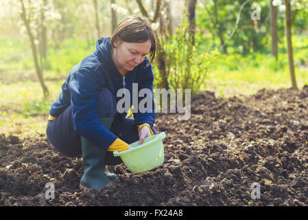 Frau seeding Zwiebeln in Bio-Gemüsegarten, junge Erwachsene weibliche Pflanzen Samen in den Ackerboden. Stockfoto