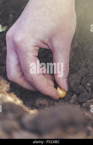 Frau seeding Zwiebeln in Bio-Gemüsegarten, Nahaufnahme von Hand Saat im Ackerboden. Stockfoto