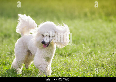 Weißer Pudelhund läuft auf der grünen Wiese im Frühling Stockfoto