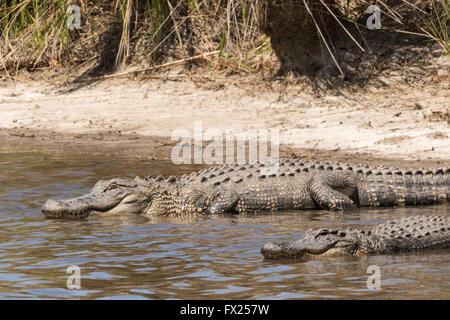 Amerikanische Krokodile sonnen sich am Ufer entlang Lodge Teich in der Donnelley Wildlife Management Area 9. April 2015 im grünen Teich, South Carolina. Die Erhaltung ist Teil des größeren ACE Becken Natur Flüchtlings, eine der größten unbebauten Mündungen entlang der atlantischen Küste der Vereinigten Staaten. Stockfoto