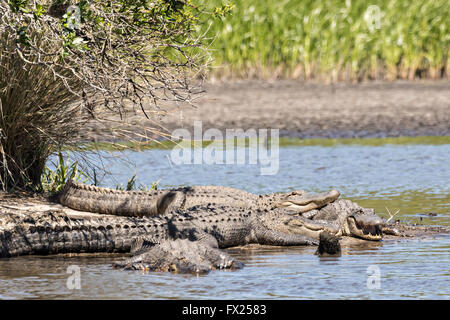 Amerikanische Krokodile sonnen sich am Ufer entlang Lodge Teich in der Donnelley Wildlife Management Area 9. April 2015 im grünen Teich, South Carolina. Die Erhaltung ist Teil des größeren ACE Becken Natur Flüchtlings, eine der größten unbebauten Mündungen entlang der atlantischen Küste der Vereinigten Staaten. Stockfoto