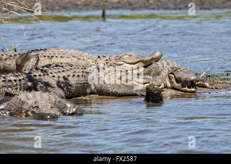 Amerikanische Krokodile sonnen sich am Ufer entlang Lodge Teich in der Donnelley Wildlife Management Area 9. April 2015 im grünen Teich, South Carolina. Die Erhaltung ist Teil des größeren ACE Becken Natur Flüchtlings, eine der größten unbebauten Mündungen entlang der atlantischen Küste der Vereinigten Staaten. Stockfoto