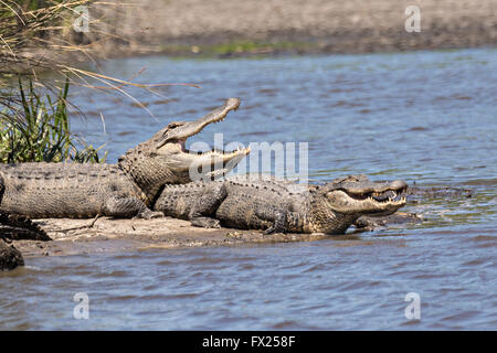 Amerikanische Krokodile sonnen sich am Ufer entlang Lodge Teich in der Donnelley Wildlife Management Area 9. April 2015 im grünen Teich, South Carolina. Alligatoren öffnet ihren Mund, um ihre Körpertemperatur zu regulieren, wenn sie in der Sonne zu heiß werden. Stockfoto