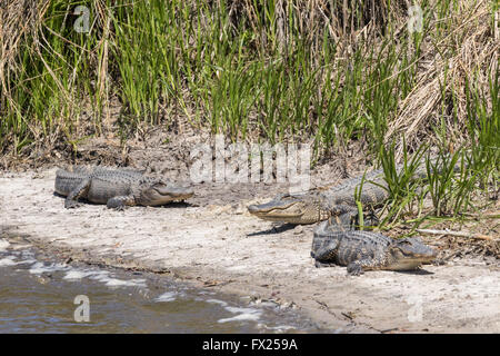 Amerikanischen Alligatoren Sonne am Ufer entlang einer Wasserstraße in die Donnelley Wildlife Management Area 9. April 2015 im grünen Teich, South Carolina. Die Erhaltung ist Teil des größeren ACE Becken Natur Flüchtlings, eine der größten unbebauten Mündungen entlang der atlantischen Küste der Vereinigten Staaten. Stockfoto