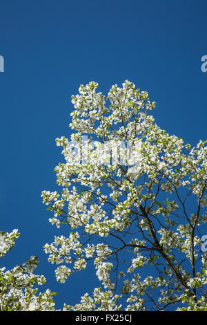 Weiße Dogwood-Baumblüten isoliert vor einem blauen Himmel, New Jersey, USA blühende Baumblüten blühen Stockfoto