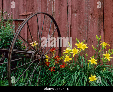 Orangefarbene und gelbe Lilien, Vintage-Heurackenrad, rote Scheunenwand, New Jersey, USA, US, Humor, antike landwirtschaftliche Werkzeuge vintage Gartenwerkzeuge Bauernhof Stockfoto