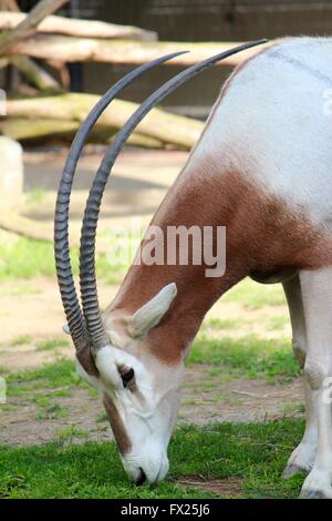 Scimitar-horned oryx Stockfoto