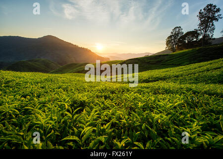 Teeplantage in Cameron Highlands, Malaysia Stockfoto