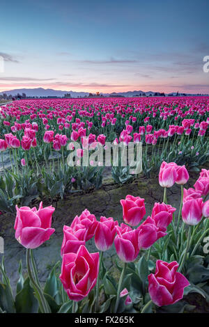 Reihen von rosa Tulpen, Mount Vernon, Skagit Valley, Skagit County, Washington, USA Stockfoto