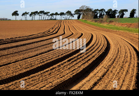 Linien im Bereich braunen Boden bereit für Anbau, Shottisham, Suffolk, England, UK Stockfoto