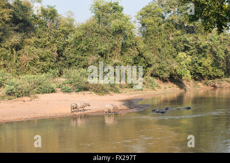 Wasserbüffel Abkühlung an einem Seitenkanal des Mekong-Flusses im Norden Thailands Stockfoto