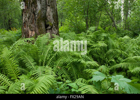Farne in Alaska Wald, Alaska, USA Stockfoto