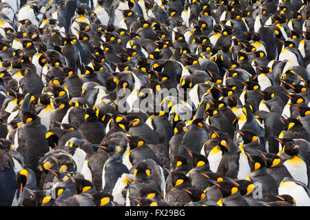 King Penguin (Aptenodytes Patagonicus) Kolonie, St. Andrews Bay, South Georgia Island Stockfoto