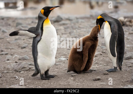 König Pinguin Fütterung eine Küken (Aptenodytes Patagonicus), St. Andrews Bay, South Georgia Island Stockfoto
