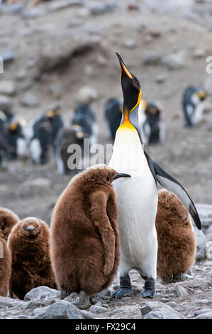 König Pinguin Fütterung eine Küken (Aptenodytes Patagonicus), St. Andrews Bay, South Georgia Island Stockfoto
