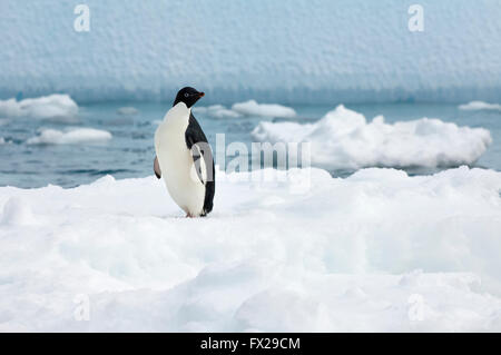 Adelie Penguin (Pygoscelis Adeliae) stehend auf einem Eisberg Paulet Island, Erebus und Terror Golf, antarktische Halbinsel Stockfoto