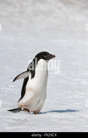 Adelie Penguin (Pygoscelis Adeliae), Paulet Island, Erebus und Terror Golf, antarktische Halbinsel Stockfoto