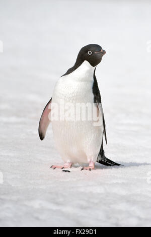 Adelie Penguin (Pygoscelis Adeliae), Paulet Island, Erebus und Terror Golf, antarktische Halbinsel Stockfoto