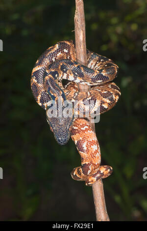 Madagaskar-Baum-Boa (Sanzinia Madagascariensis), Madagaskar Stockfoto