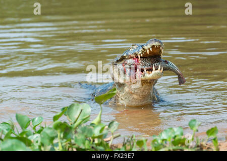 Yacare Kaiman (Caiman Yacare) verschlingt ein Fisch, Cuiaba River, Pantanal, Brasilien Stockfoto