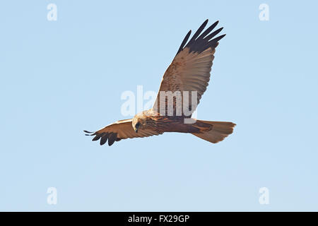 Western Marsh Harrier im Flug Stockfoto