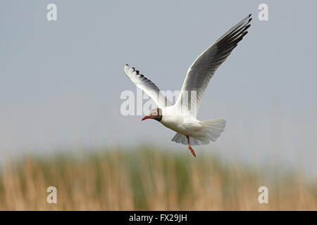 Schwarze Spitze Möwe im Flug Stockfoto