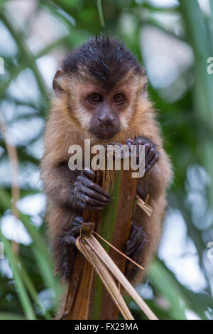 Getuftete Kapuziner (Cebus Apella), auch bekannt als braune Kapuziner, schwarz-capped Kapuziner, Mato Grosso Do Sul, Brasilien Stockfoto