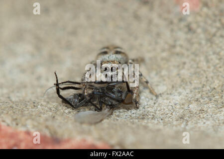 Zebra-Spinne (Salticus Scenicus) saugen das Leben aus der Stubenfliege Beute. Stockfoto