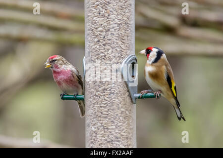 Geringerer Redpoll (Zuchtjahr Caberet) und Stieglitz (Zuchtjahr Zuchtjahr) auf ein Futterhäuschen voller Sonnenblumen Herzen. Stockfoto