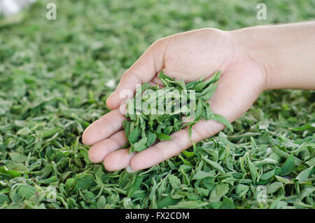 Stevia in der hand Stockfoto