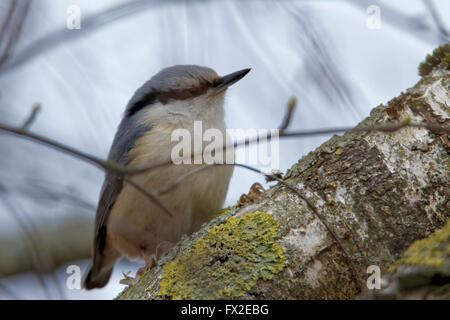 Eurasische Kleiber oder Holz Kleiber (Sitta Europaea) ist ein kleiner Singvogel Vogel gefunden in gemäßigten Asien und in Europa. Stockfoto