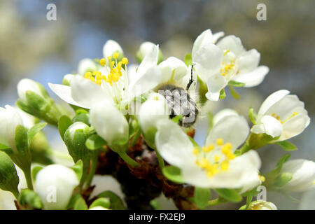 An einem sonnigen Tag trinkt die Biene Nektar aus einer Blume Stockfoto