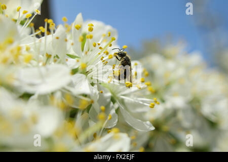 An einem sonnigen Tag trinkt die Biene Nektar aus einer Blume Stockfoto