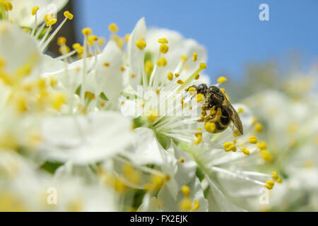 An einem sonnigen Tag trinkt die Biene Nektar aus einer Blume Stockfoto