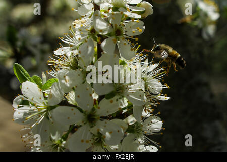 An einem sonnigen Tag trinkt die Biene Nektar aus einer Blume Stockfoto