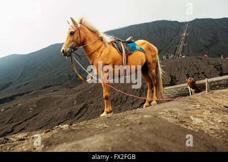 Grey Horse vor Bergen in der Nähe von Vulkan Bromo, Java, Indonesien Stockfoto