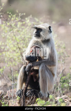 Grey konfrontiert Langoor mit baby Stockfoto