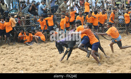 Jallikattu Stier zähmen während Pongal Festival. Madurai, Tamil Nadu, Indien. Indische Bull kämpfen ist im vergangenen Jahr verboten. Stockfoto