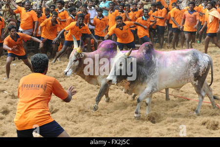 Jallikattu Stier zähmen während Pongal Festival. Madurai, Tamil Nadu, Indien. Indische Bull kämpfen ist im vergangenen Jahr verboten, Stockfoto