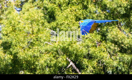 Blaue Papagei im Flug Stockfoto