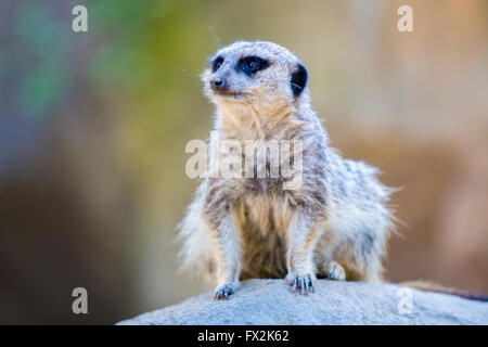 Erdmännchen oder Suricate (Suricata Suricatta) Stockfoto