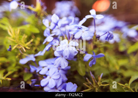 Plumbago Auriculata Blüten weiche Unschärfe Hintergrund im vintage Stockfoto