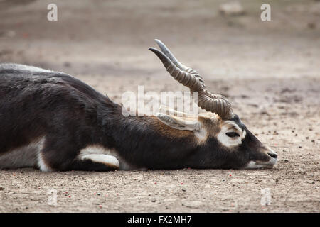 Indische Blackbuck (magische Cervicapra) im Zoo von Budapest in Budapest, Ungarn. Stockfoto